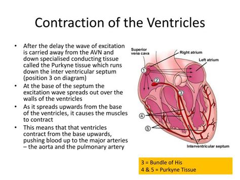 Ppt Control Of The Cardiac Cycle Powerpoint Presentation Id 465855