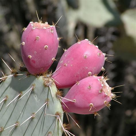 Nopal Cactus