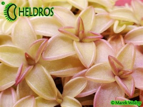 TŁUSTOSZ Pinguicula SEDUCTORA Heldros pl Heldros