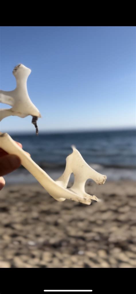 help identifying mystery bone (?) found on California beach : r