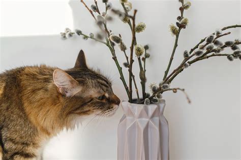 Are Pussy Willows Toxic To Cats Better Safe Than Sorry