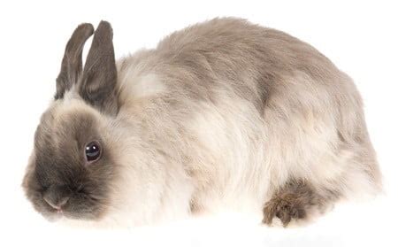 Jersey Wooly Rabbits As Pets: A Complete Guide to Care