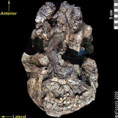 Kenyanthropus platyops - skull reconstruction by Eduard Olaru | Ancient ...