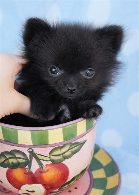 Tiny Teacup Pomeranians And Pomeranian Puppies For Sale By Teacups