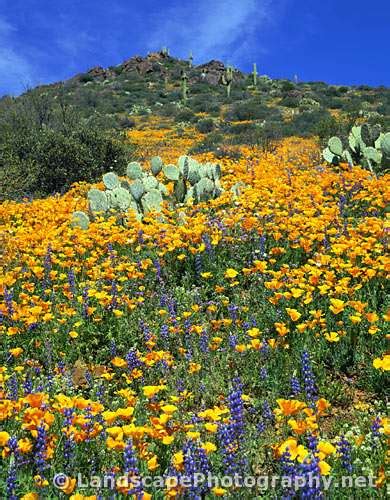 Sonoran Desert Wildflowers - Landscapephotography.net