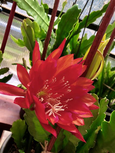 Red Orchid Cactus Epiphyllum Ackermannii 8 Cutting Etsy