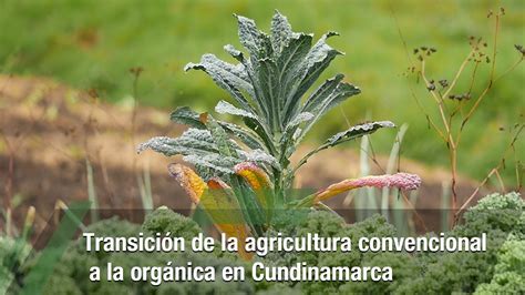 Transición De La Agricultura Convencional A La Orgánica Tvagro Por Juan Gonzalo Angel Restrepo