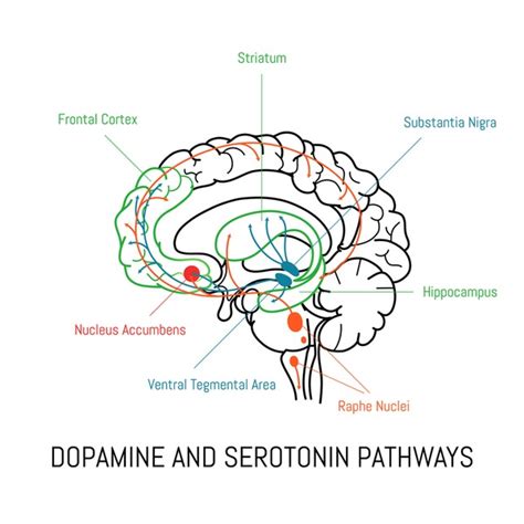 Categoría Dopamine And Serotonin Pathways De Imágenes Fotos De Stock