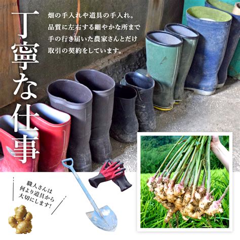 生姜専門店ginger Factory 熊本県産 無農薬生姜 4kg【送料無料】