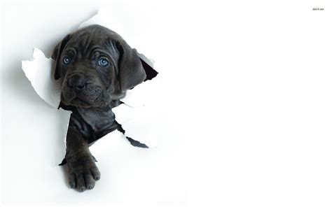 Black Puppy Wallpapers - Top Free Black Puppy Backgrounds - WallpaperAccess