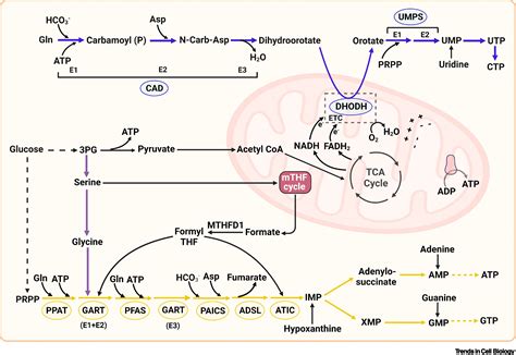 Regulation Of Nucleotide Metabolism In Cancers And Immune Disorders Trends In Cell Biology