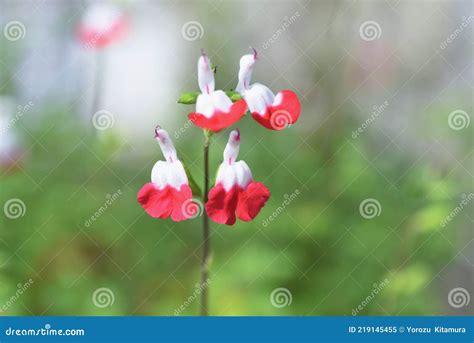 Hot Lips Sage Salvia Microphylla Stock Image Image Of Garden Petal