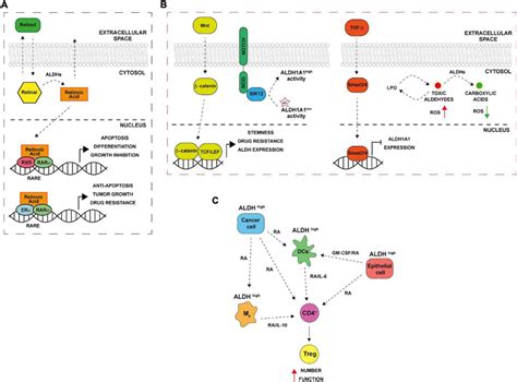 Aldehyde Dehydrogenases Aldhs Functional Mechanisms A Aldh In