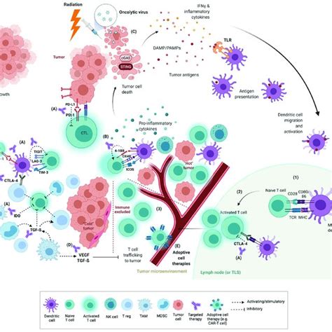 T Cell Tumor Response And Interactions Within The Tumor Immune