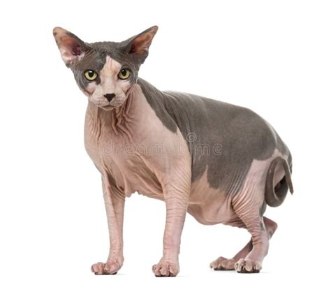 Naked Pregnant Pixie Cut Stock Photos Free Royalty Free Stock Photos From Dreamstime