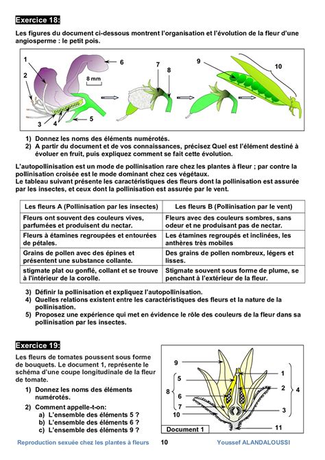 La Reproduction Sexu E Chez Les Plantes Fleurs S Rie D Exercices