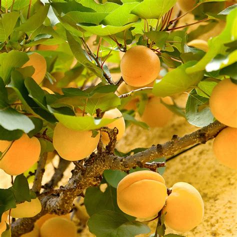 Gold Kist Apricot Tree Semi Dwarf Grow Organic