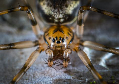 Free Images Invertebrate Terrestrial Animal Macro Photography