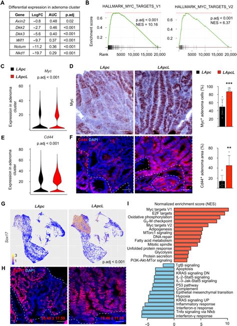 Lef1 Restricts Ectopic Crypt Formation And Tumor Cell Growth In