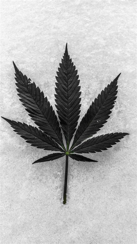 Weed Leaf Wallpapers - 4k, HD Weed Leaf Backgrounds on WallpaperBat