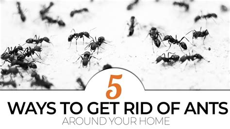 Top 5 Ways To Get Rid Of Ants Around Your Home Youtube