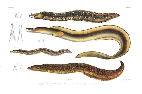 Gymnothorax Paradalis And Pictus Leopard And Painted Moray Muraenesox