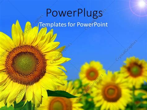 Powerpoint Template Beautiful Field Of Sunflower With Light Glow In