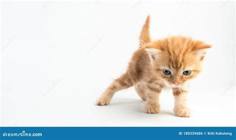 Incredible Compilation Of Over 999 Adorable Kitten Pictures Captivating Collection Of Full 4k