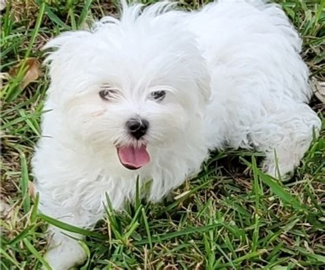 View Ad Maltese Puppy For Sale Near Florida Miami Usa Adn 511558