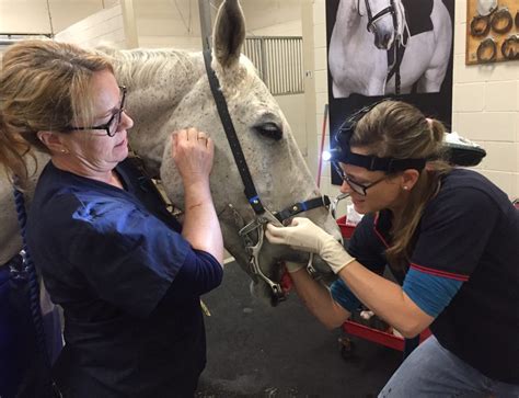 Neonatal Foal Examination Murray Veterinary Services