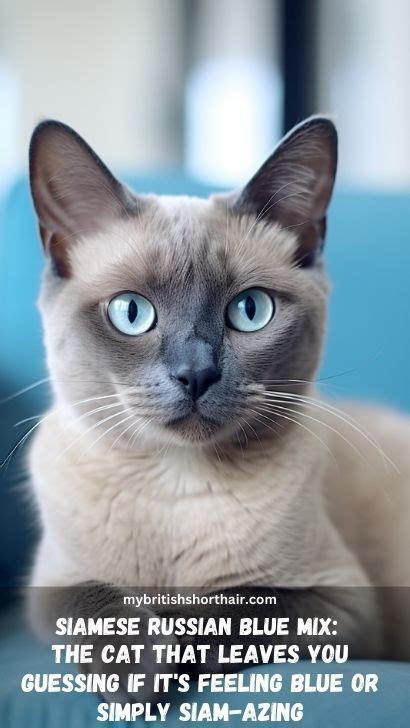 Siamese Russian Blue Mix Cat - 15 Fascinating Facts About Russian Blue ...