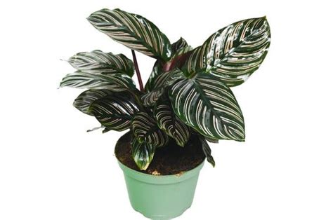 Calathea Ornata Plant 6 Pot Live Houseplant Free Care Guide