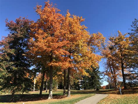 Pop Up Exhibit Magnificent Maples The Dawes Arboretum