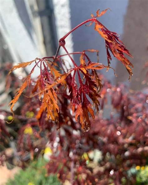 6 Reasons Why Japanese Maple Leaves Wilt World Of Garden Plants