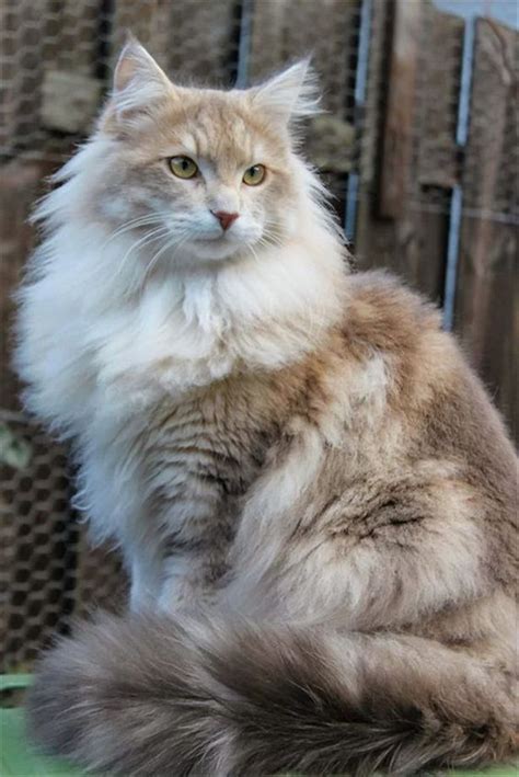 Persian Maine Coon Ginger Mainecoon For Sale Ny