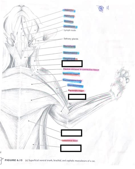 Cat Muscle Dissection Superficial Ventral Trunk Brachial And