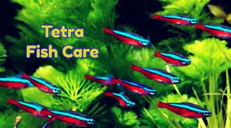 Tetra Fish Care - AquariumCareGuide.com