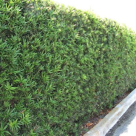 Podocarpus Gracilior Afrocarpus Gracilior Fern Pine Hedge Also