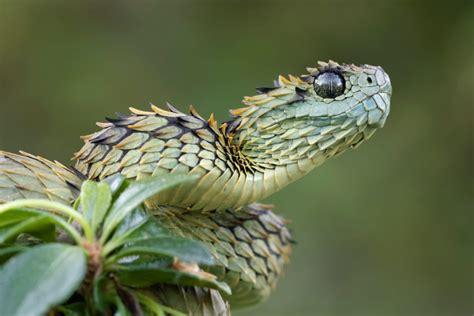 Snake Profile: African Bush Viper (8 Amazing Photos) - Snake Profile