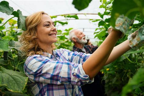 Organic Farmer Holding Freshly Picked Vegetables In An Agricultural