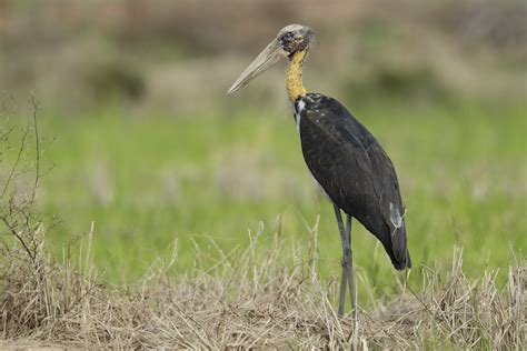 Lesser Adjutant Leptoptilos Javanicus Burung Botak Kec Flickr