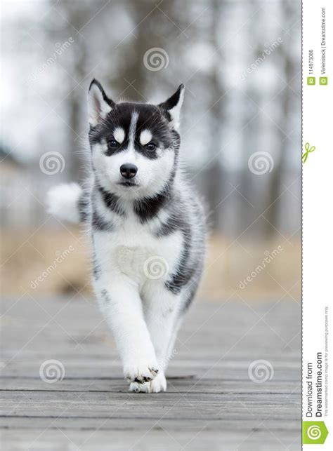 Husky Siberiano Del Cucciolo Sveglio In Bianco E Nero Fotografia Stock