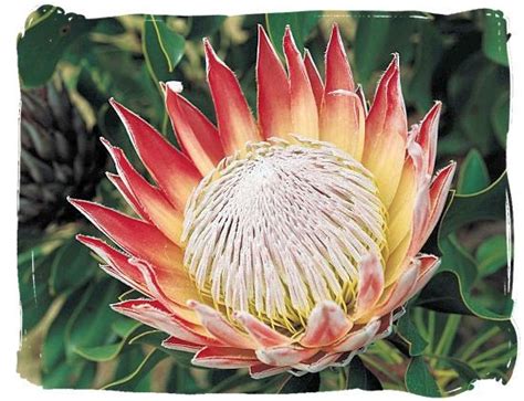 Protea Art Protea Flower South African Flowers Africa Tattoos South