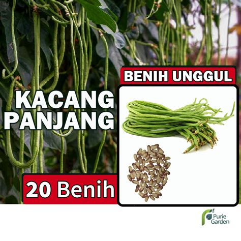 Jual Purie Garden Benih Bibit Kacang Panjang Benih Dua Ribuan