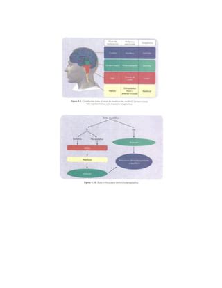 EXAMEN NEURO NUEVO Jqfiqefnqmfkqlnfioqnfqqkpn PDF