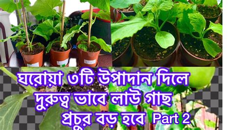 How To Cultivate Bottle Gourd Bangla Laufrom 3 Homemade Fertiliser