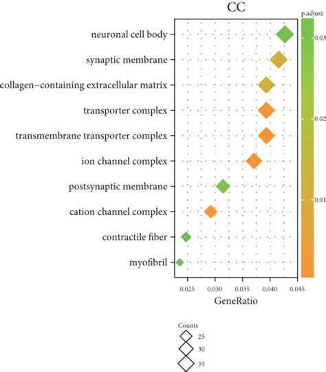 Functional Enrichment Analysis Of PRNP In Ovarian Cancer Ac GO BP