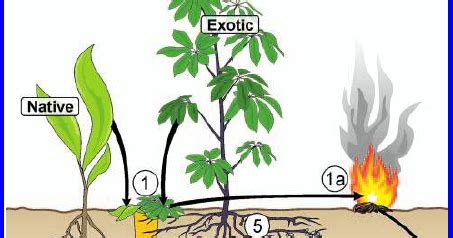 Ecosystem Impacts of Invasive Species: Ecological Impact of Invasive ...