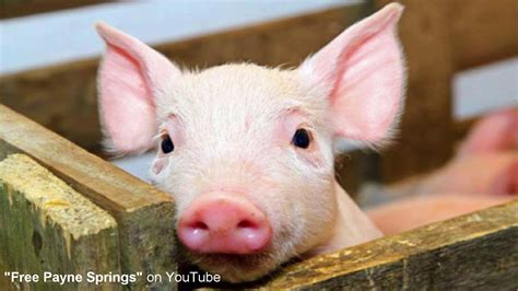 Pig Squeals During Traffic Stop Youtube