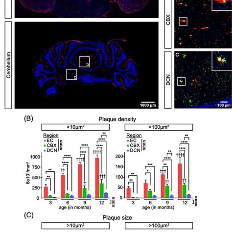 Amyloid Beta Plaque Burden In EC And DCN Of App KI Mice A